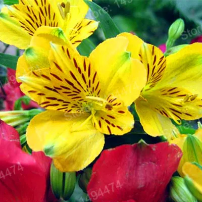 200pcs/bag Alstroemeria Plants mix Peruvian Lily Plantas Princess lily colorful flower gardenling lily bonsai flower Plante home - Цвет: Светло-желтый