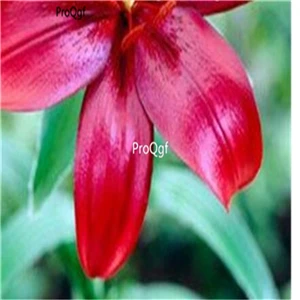 Prodgf 30 шт набор Lilium brownii Lily - Цвет: 17