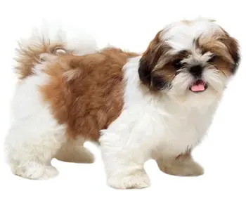 

Dinghy Tuzik overalls Shih Tzu dog warm