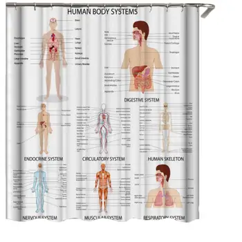 

1.8*1.8m Bathroom Shower Curtain Moldproof Waterproof Anatomy Organ Body Structures Polyester Bath Curtain With 12pcs Hooks