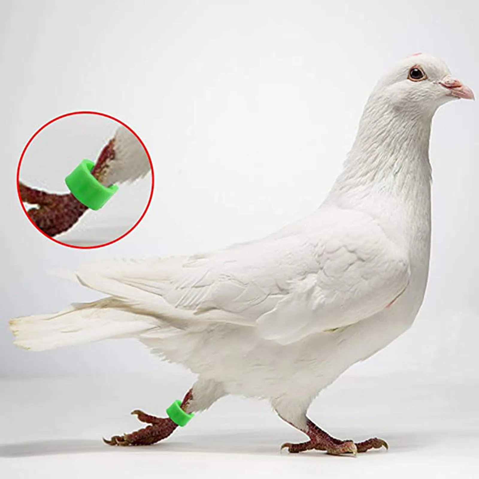 кольцевание голубей. голубь с красным кольцом на лапе. окольцованный голубь. голуби самары и самарской области. окольцованный голубь.