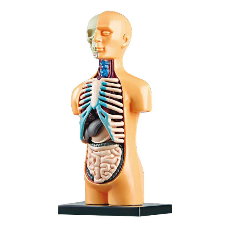Children Science STEM Game Assembled Human Body Kids Educational Toy Skeleton Anatomy Organs Bones Kit STEM Toys 3