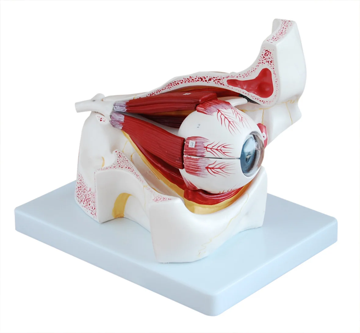 

Глазные яблоки с частью орбиты, модель человеческого глаза, модель человеческого анатомического глазного яблока, модель глаз