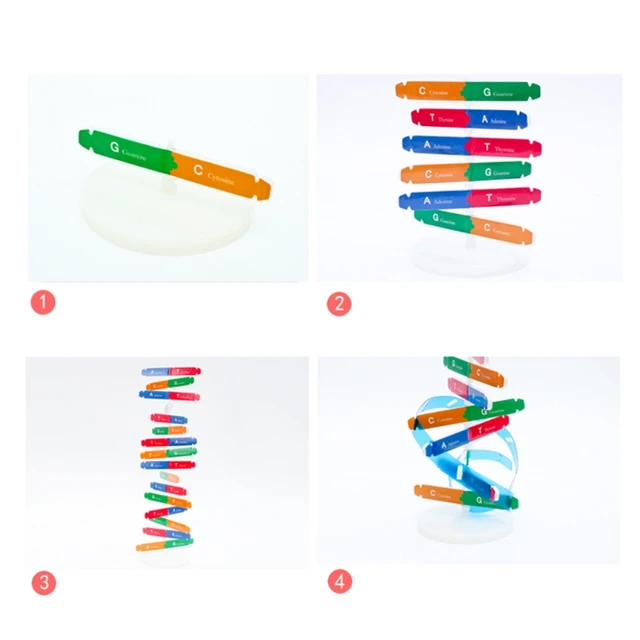How To Make Dna Structure Model