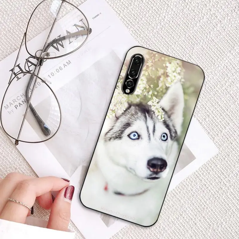 MaiYaCa животных Собака Хаски чехол для телефона для huawei P20 P30 P20Pro P20Lite P30Lite PSmart P10 9Lite - Цвет: A12