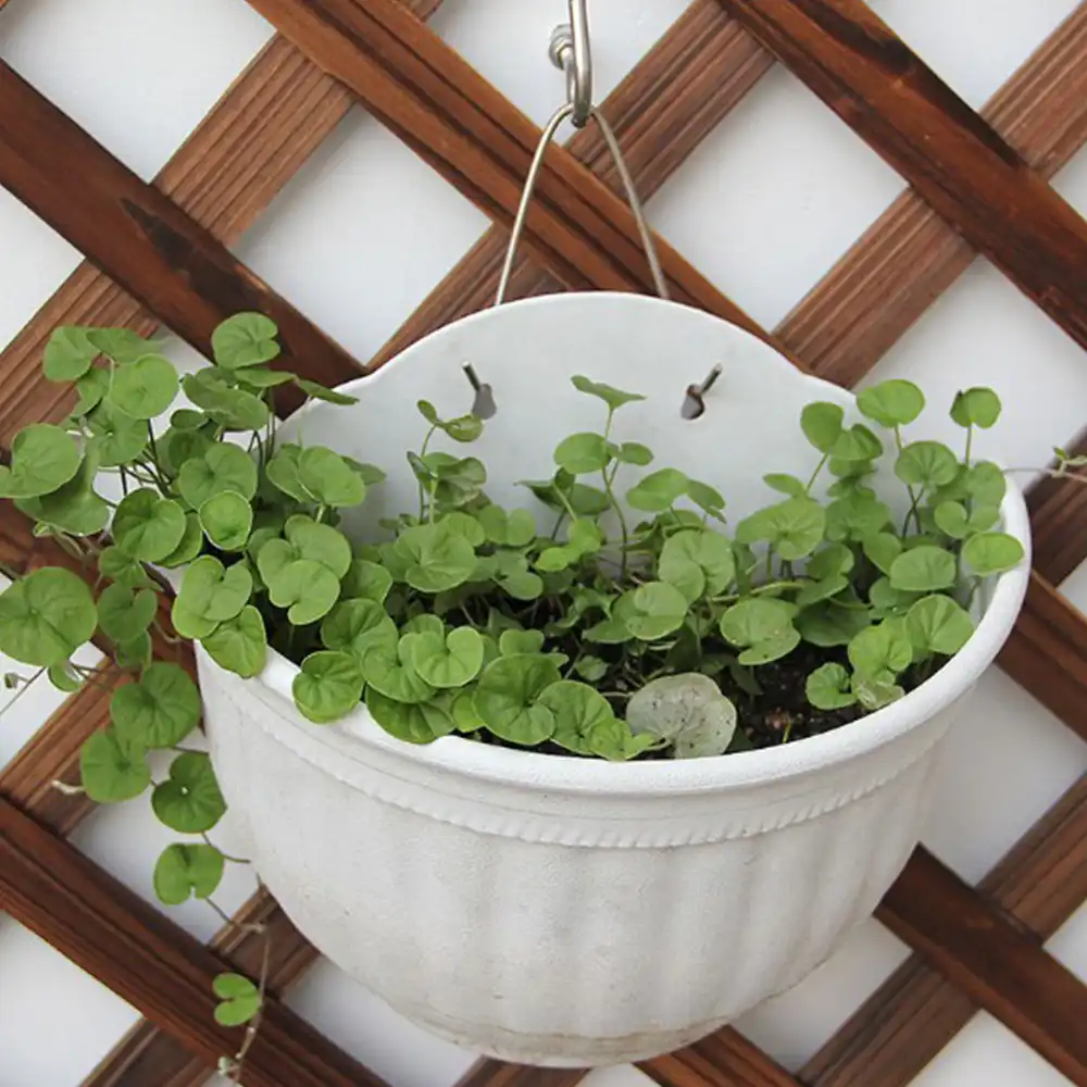 庭のバスケットランタン壁掛けマウントバスケットブラケット植物フックガーデンツール花植物 ポット フラワーバスケットホルダー Plant Cages Supports Aliexpress