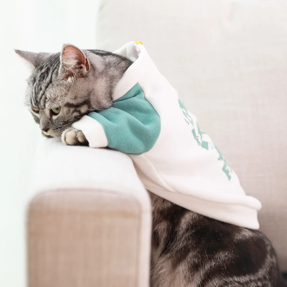 Одежда с котенком; английский короткий кукольный Кот; Оранжевый кот; Осенняя трендовая одежда; Одежда для кошек; Весенняя и осенняя одежда BB5WY19