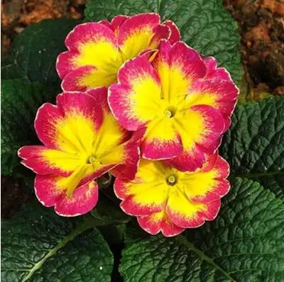 6 50 шт. настоящая Европа Primula acaulis, Примула Редкие - Цвет: 6