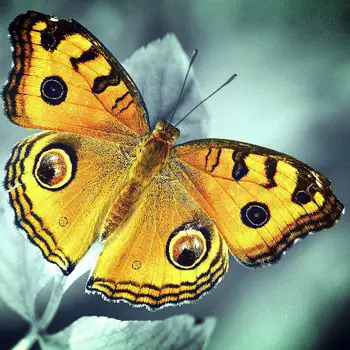 

Diamond Painting Animal Butterfly 5d Diy Mosaic Full Square Round Drill Diamant Of Rhinestone Daimond Embroidery Pictures Sale