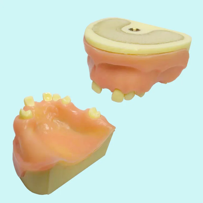 1 piece Dental Sinus Lift Practice Teeth Model with Imitation Bone Drilling Silicone Soft Gum Cutting 3