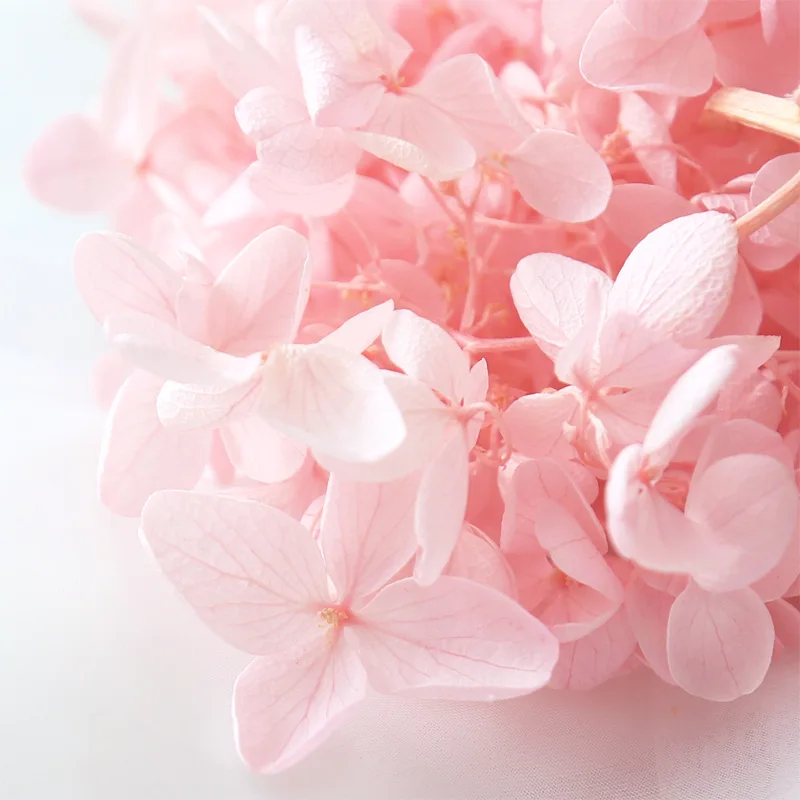 20g High Quality Natural Fresh Preserved Flowers Dried Mid-wood Hydrangea Flower Head For DIY Real Eternal Life Flowers Material