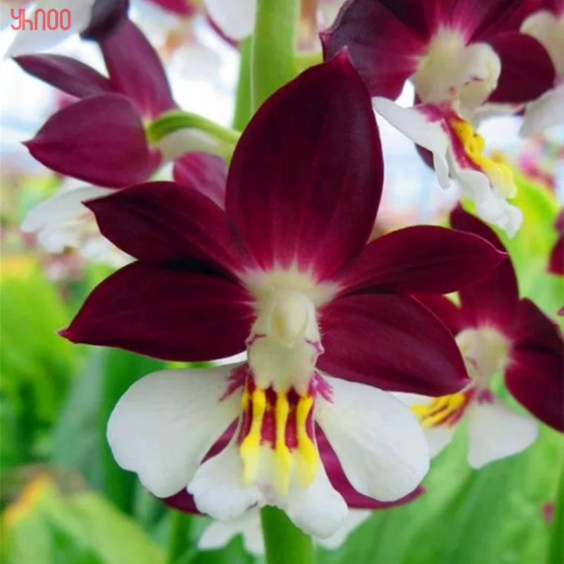 7 100 шт./упак., огуречник аптечный цветок flores, красивый простой расти годовой цветок, горшечные растения бонсай для дома и сада и балкона - Цвет: 7