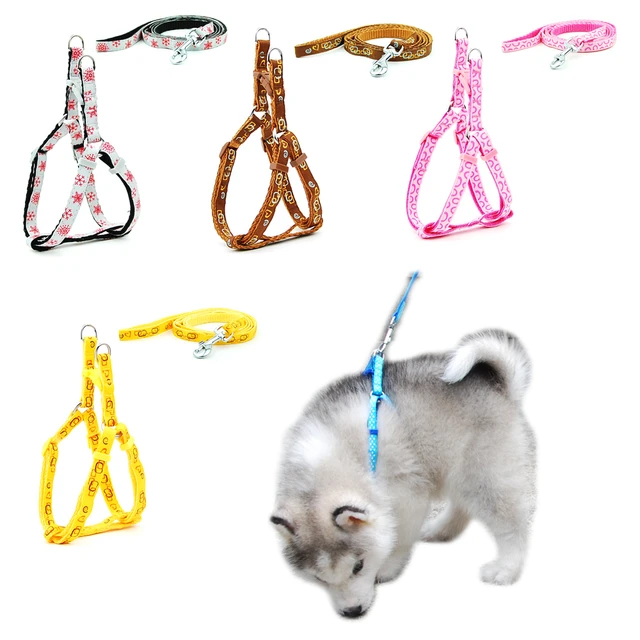 Types of Dog Leashes and Harnesses