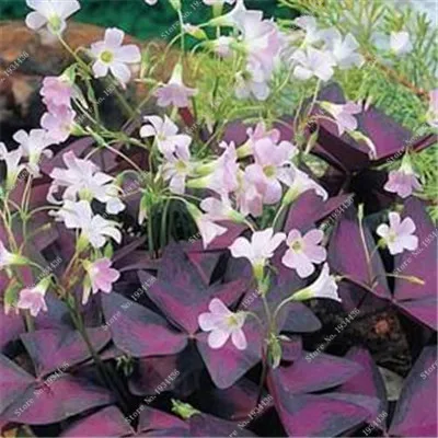 Красные Oxalis цветные цветы бонсай 100 шт Редкие Планты для сада, дома, посадки цветов oxalis растения на продажу - Цвет: 13