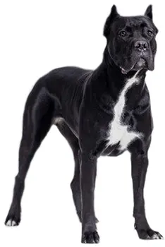 

Dinghy Tuzik overalls Cane Corso warm bitch