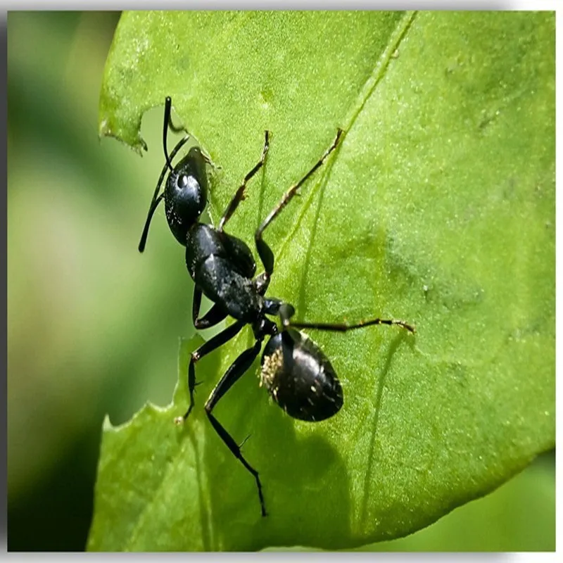 20W Professional Wireless Bluetooth Karaoke