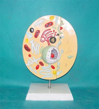 

Animal Skeleton Model Animal Anatomy Model Veterinary Appliance Specimens Animal Cell Structure Model Biological Teaching Models