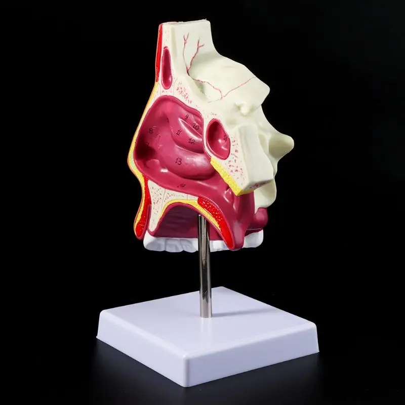 Человеческая носовая полость анатомическая модель медицинская носовая полость структура для обучения научным классам