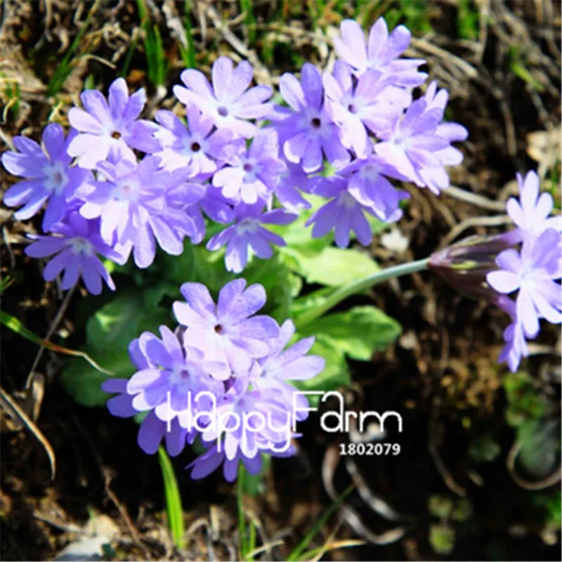 11 Новинка! 100 шт., европейские растения Primula malacoides, примулы, редкие бонсай, цветочные цветы для дома и сада, уличные растения - Цвет: 11