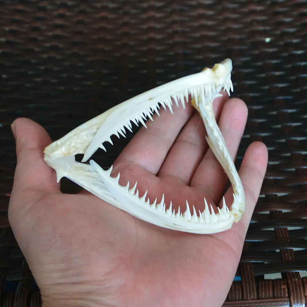 

1Pcs Real skull Anglerfish Fish mouth bone skull Animal skull specimen
