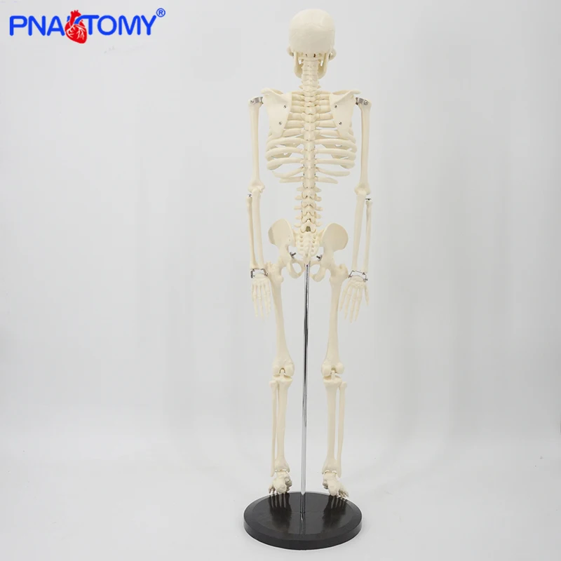 85cm Skeleton Model Human Anatomy Skull Spine Ribs Pelvis Bone Arms and Legs Foot and Hand Tool Medical Science