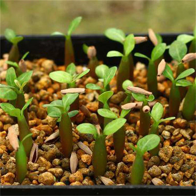 HTB1fpBAbE_rK1Rjy0Fcq6zEvVXaa
