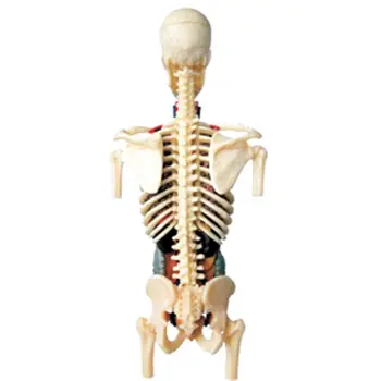 

1:6 Torso Model Human Half Body Internal Organs Anatomy Visceral Kidney Model U90B