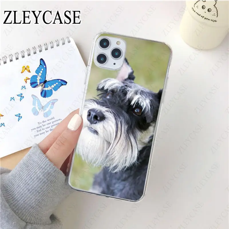 Miniature schnauzer puppy dog