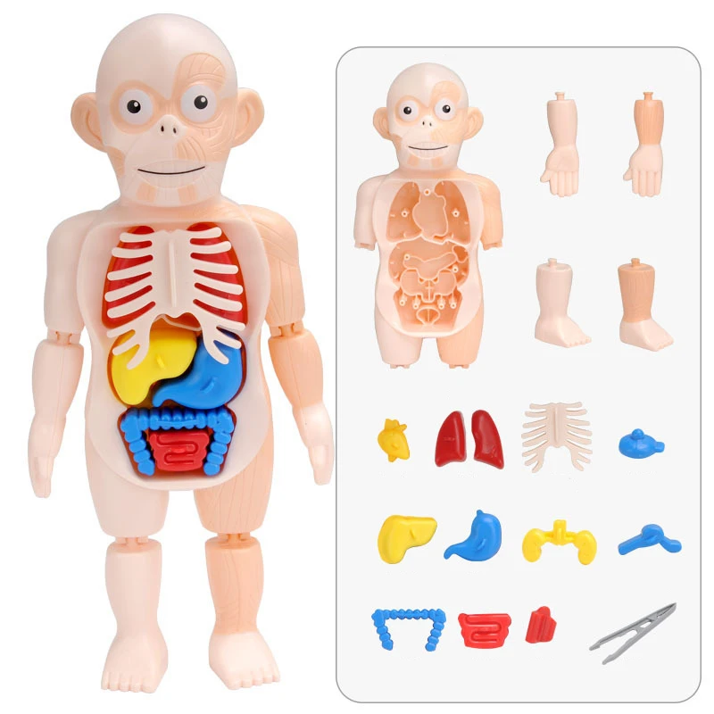 Chico 3D rompecabezas Cuerpo muñeca anatomía modelo de aprendizaje órgano montado juguete órgano del cuerpo herramienta de enseñanza juguetes para niños|Muñecas| AliExpress