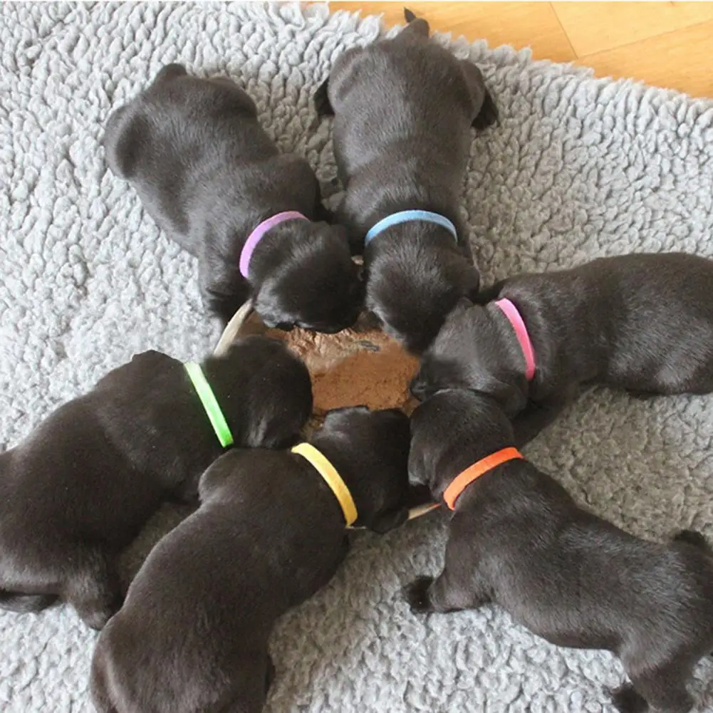 12pcs Puppy Kitten Identification Collar  Whelping ID Collar Bands