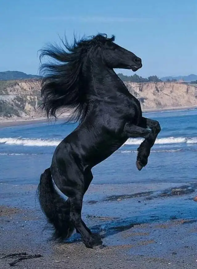 Wild horse