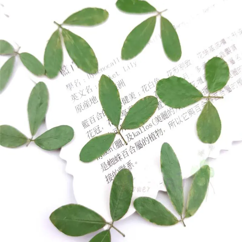 pcs Green Dried Pressed Flowers Leaves Plant Herbarium For Jewelry Photo Frame Phone Case Scrapbooking Card Craft Making Artificial Dried Flowers Aliexpress