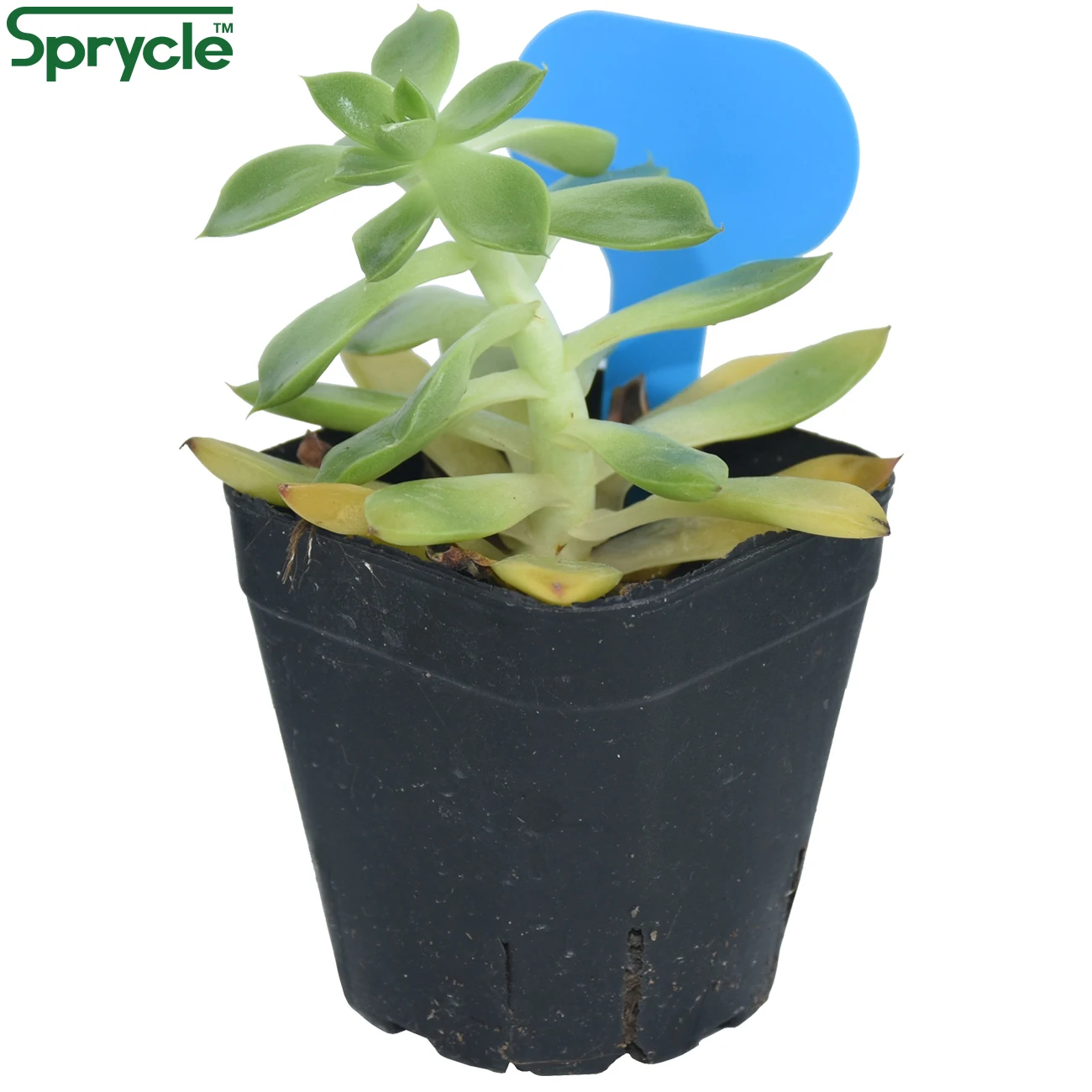 SPRYCLE 50PCS 50*70MM Bunte Plant Marker PVC Etiketten Stakes Garten Bonsai Sukkulente Setzliste Tags Zeichen auf boden Malen Sticks – Detail 3
