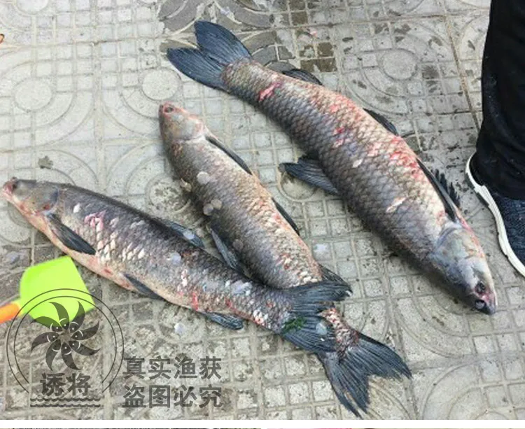 Черная приманка для сбора рыбы с черной дырой, черная приманка для ловли карпа, ломкий винт, черная добавка для ловли карпа, фагостимулятор 51-100 лет