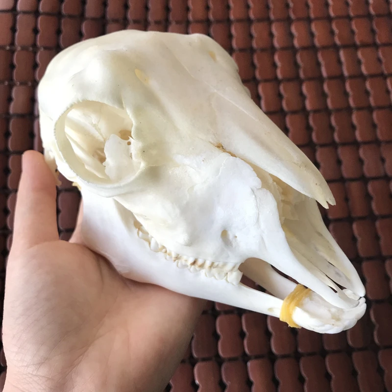 

1Pcs Domestic Ram Skull Sheep Skull Animal Skull Ovis aries short Small Tailed Sheep