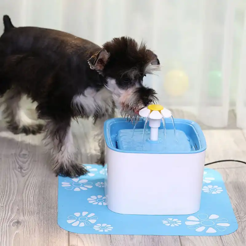 dog water drinking fountain