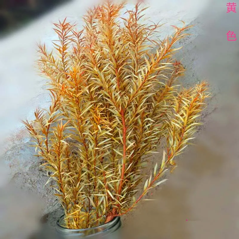 15-45 см настоящая сушеная натуральная консервированная мелалеука, декоративная вечная трава, Вечные свежие сухие растения для Рождественского украшения - Цвет: 04