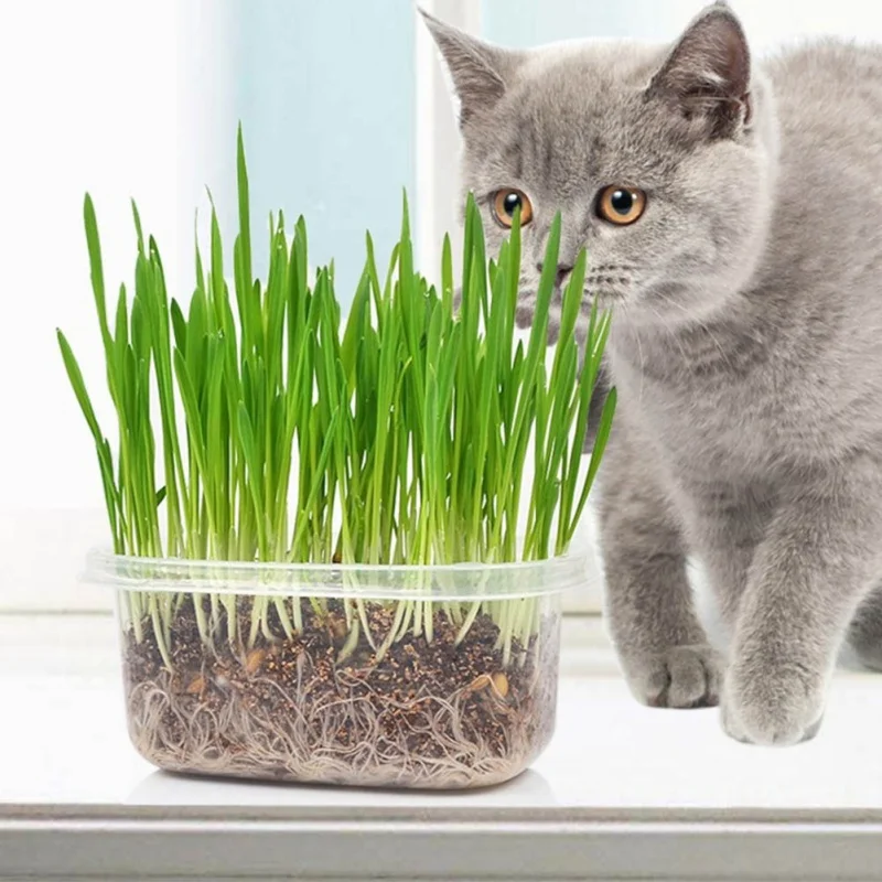 Cat трава Набор для выращивания органические кота с маленькими пушистыми помпончиками для очистки ПЭТ закуски обработки Крытый здоровый относится к «рюмочка» Еда