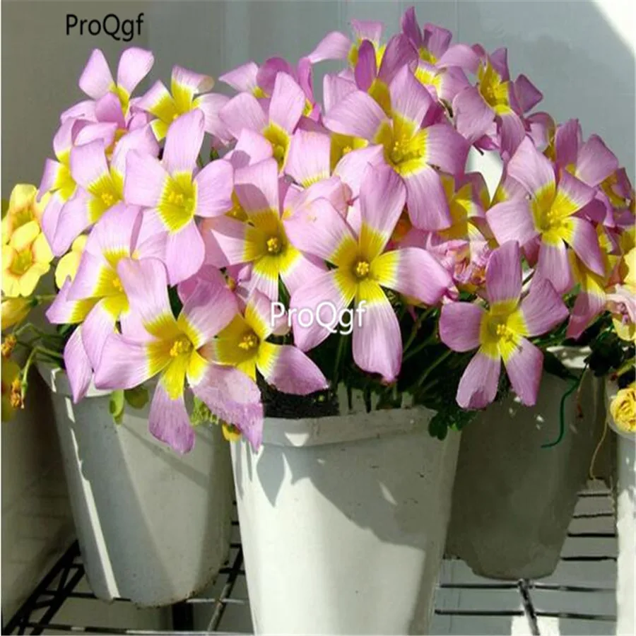 100 шт набор Oxalis Obtusa большие Oxalis Цветочные лампы