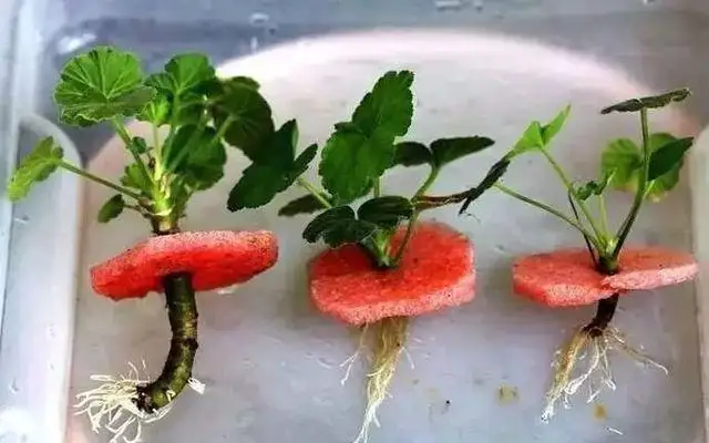 1pc Fast rooting powder plant flower transplant fertilizer promotes and fast seedling agent Gao Chenghuo | Дом и сад