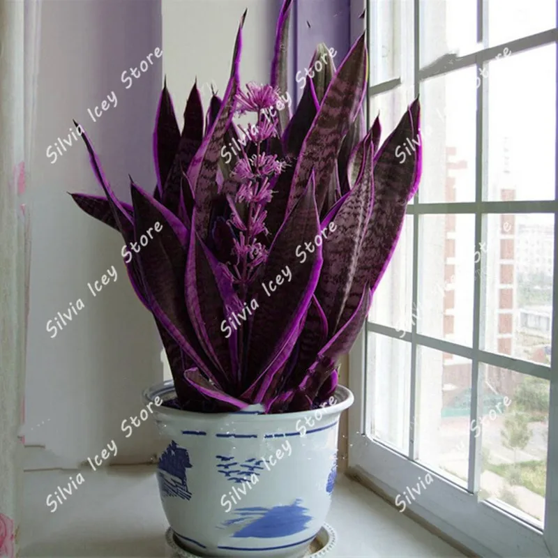 100 шт Высокое качество сансевиерия комнатные растения бонсаи радиационная защита бонсай растение очень легко растёт листва растение цветочный горшок - Цвет: 3