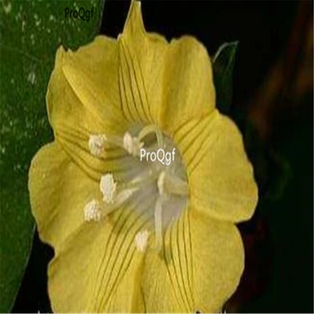 

Ngryise 3000pcs Convolvulaceae