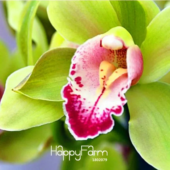 Распродажа! уникальная зеленая Орхидея цимбидиевая, бонсай, элегантное цветочное растение, декоративные цветы для сада 100 шт,# 34S48T