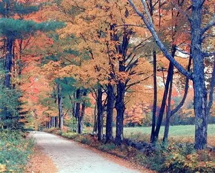 

Art poster printing, autumn landscape, native trees, natural landscape wall, decoration