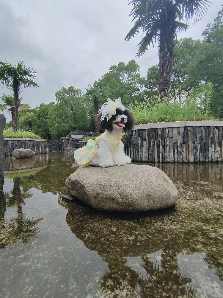 Cheap Vestidos para cães