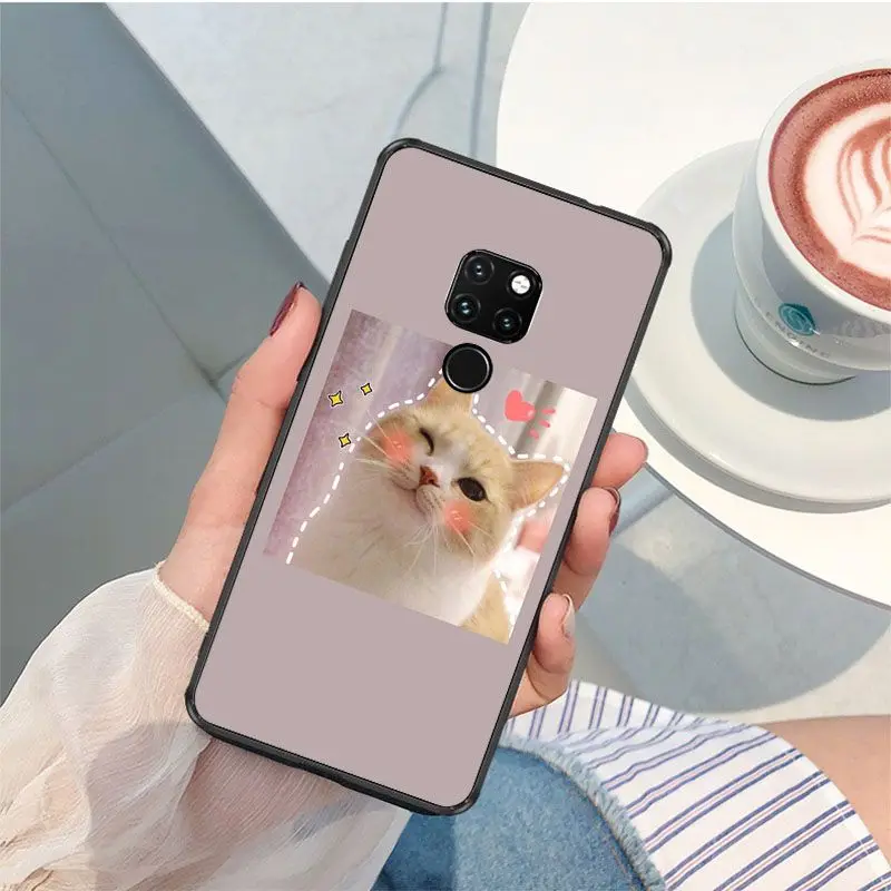 Cute funny funny kitten cat