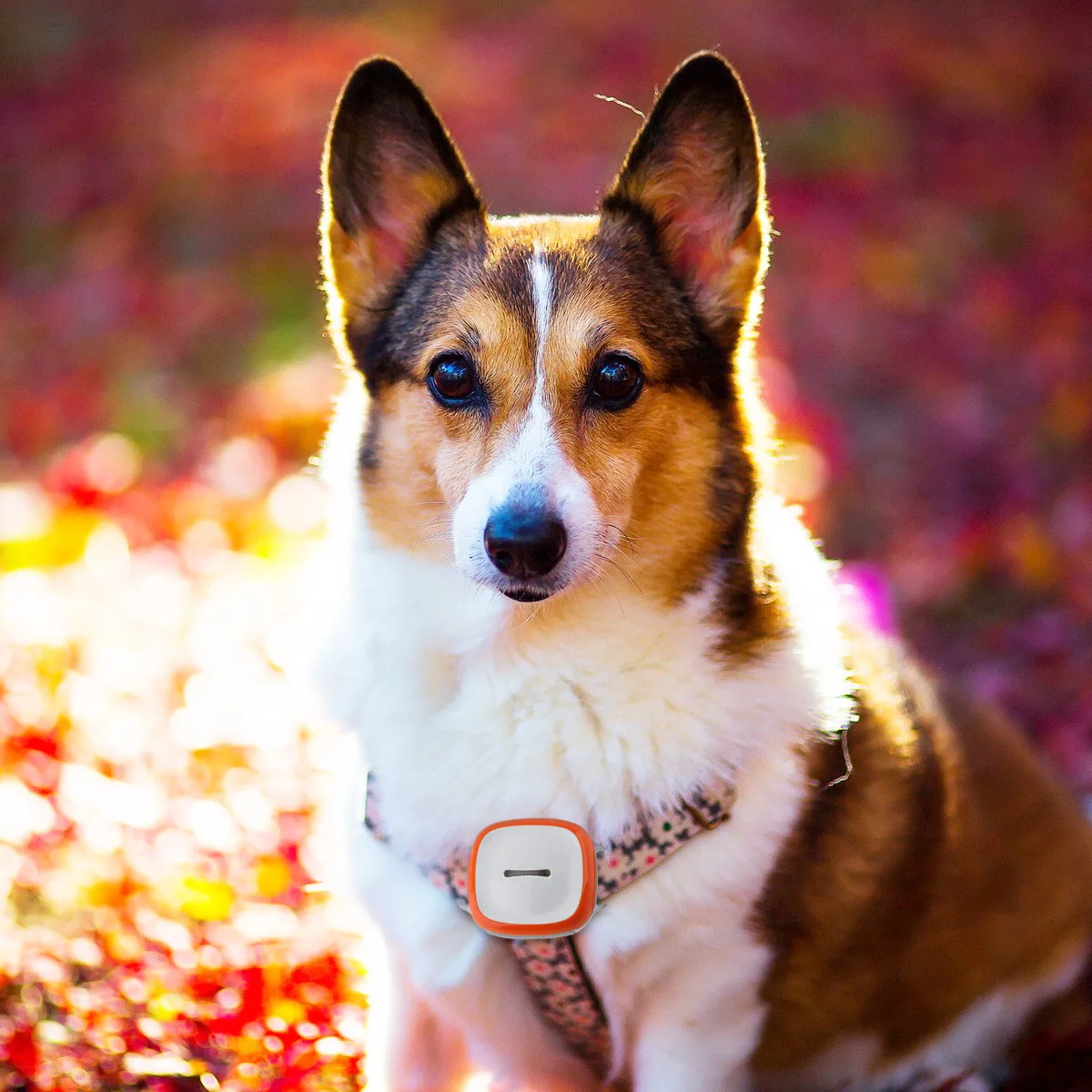 Цена GT011 водонепроницаемый мини font b gps b font трекер локатор с wifi GSM GPRS трекер для домашних животных кошек собак