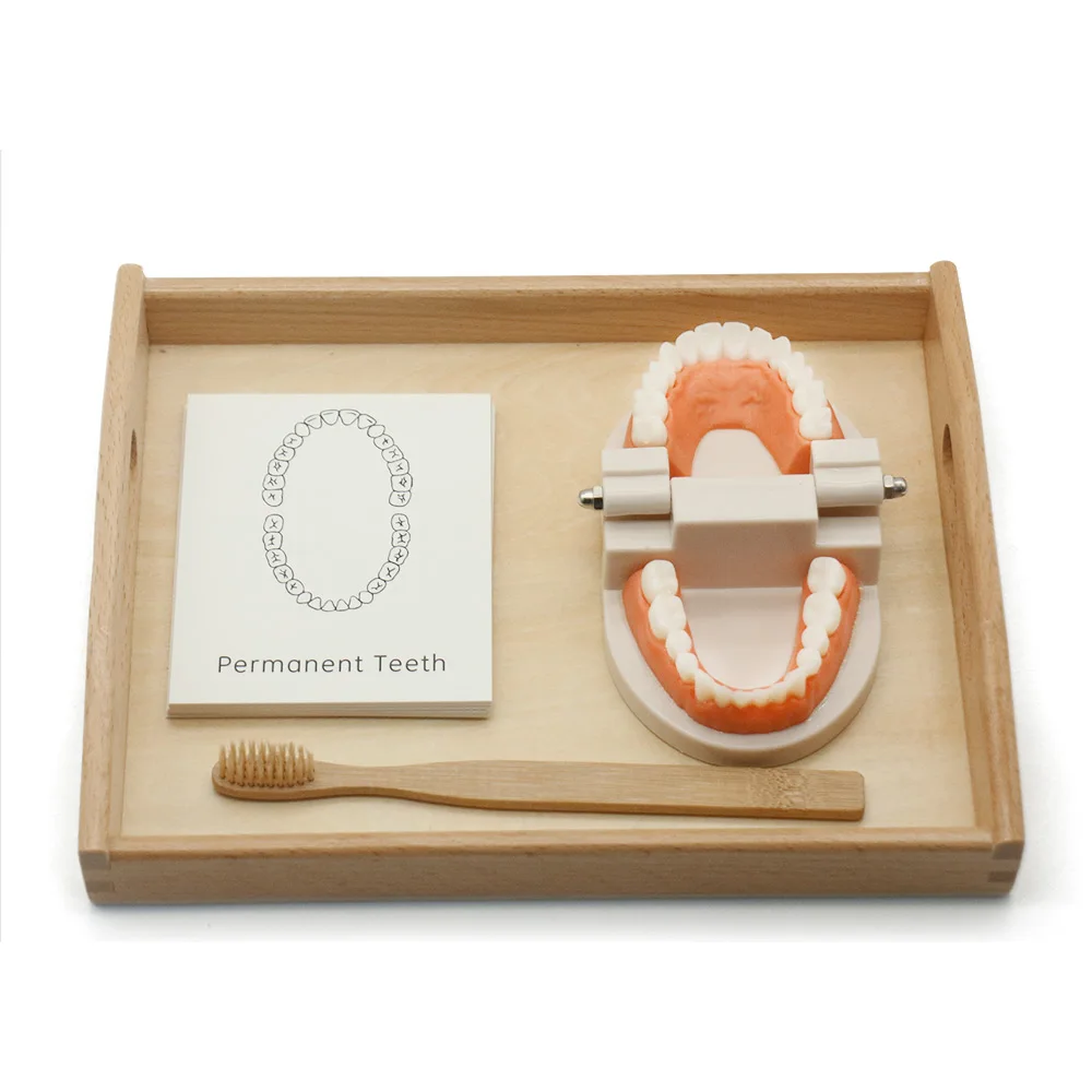  Dental Teaching Study Brushing Toddler Montessori Toys Practical Life Material Tooth Toy Brushing T - 4000589920975