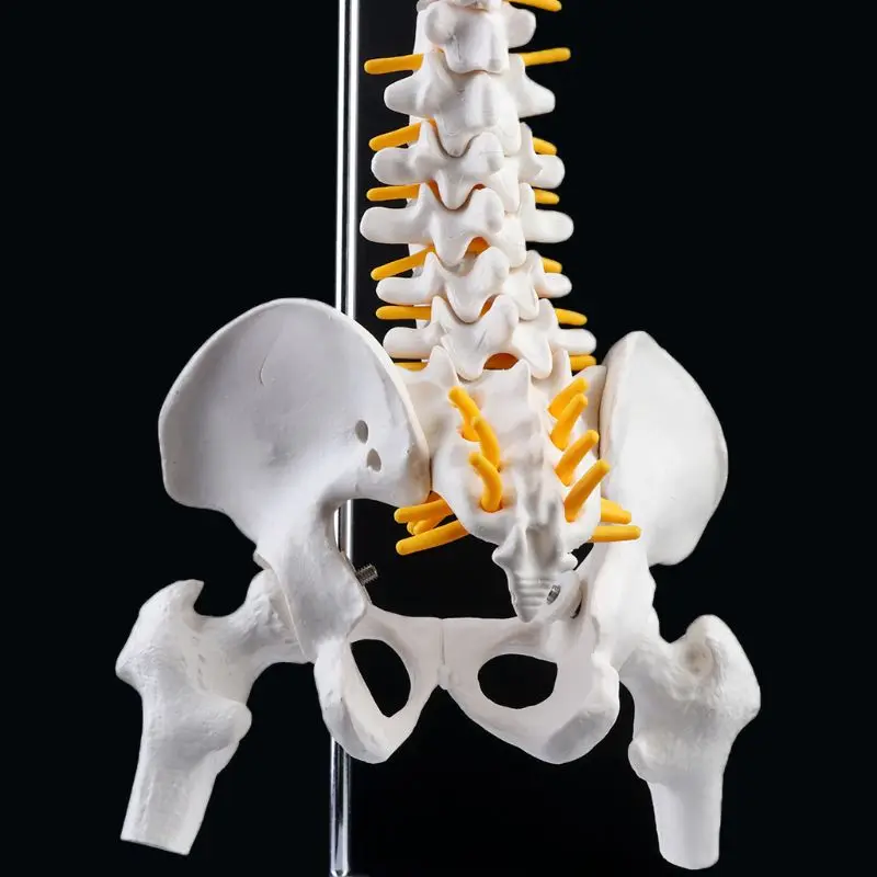 45cm Flexible Human Spinal Column Vertebral Lumbar Curve Anatomical Model Anatomy Spine Medical Teaching Tool