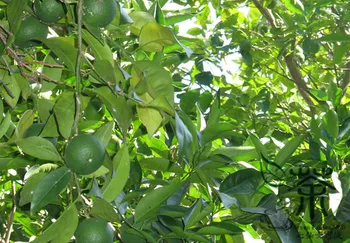 

Citrus Sinensis Sweet Orange Navel Oranges Chengzi